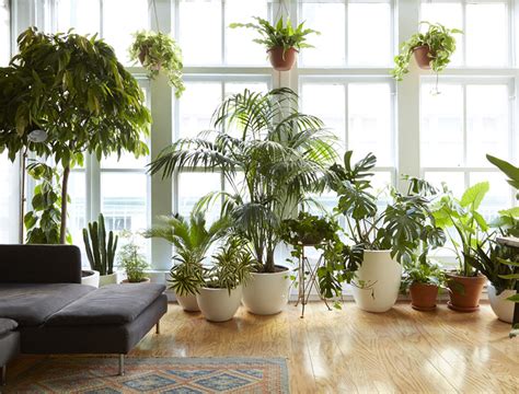 Piante da interno che hanno bisogno di poca acqua: 10 piante da appartamento che resistono a tutto - Foto ...