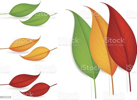 Autumn Leaves Vector Illustrations Stock Illustration Download Image