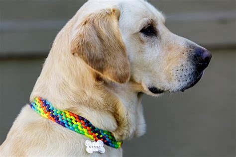 We covered making the knot in the king cobra paracord bracelet tutorial, so i will only show the. Adorable DIY Doggy Collars For Your Furry Friend