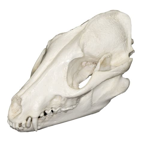Replica Raccoon Dog Skull — Skulls Unlimited International Inc
