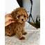 Teacup Maltipoo Puppies For Sale In Michigan  Pin By Maltese