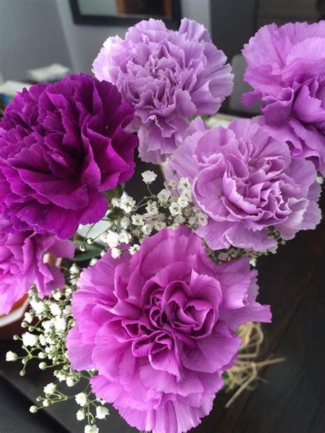 purple carnations purple carnations carnation flower pretty flowers