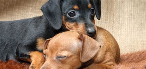 Dachshund And Min Pin Mix And All Its Awesome Peculiarities Sweet