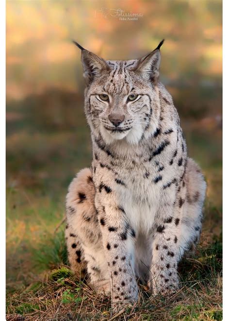 Eurasian Lynx Lynx Lynx Of Unusually Light Color By Anke Kneifel