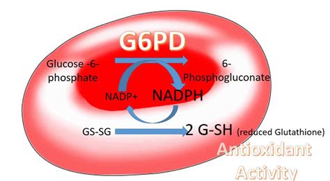 Prevention of related problems is taken so seriously by the greek state that every baby born here is tested the regarding your problem i don't think allergies are related to g6pd deficiency. G6PD deficiency causes, symptoms, drugs to avoid & G6PD ...