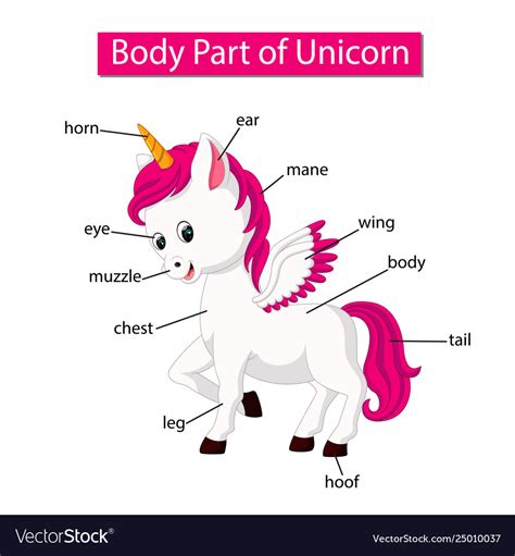 The diagram shows five levels of organization in a multicellular organism. Diagram showing body part unicorn Royalty Free Vector Image