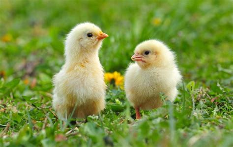 Just 9 Precious Pictures Of Baby Chickens Chooseveg