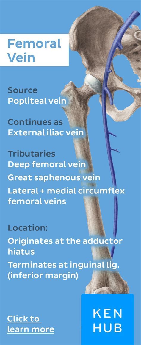 Memorize The Source Continuation And Tributaries Of The Femoral Vein