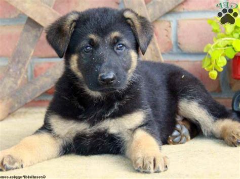 Pa has 121 state parks, and many tourist attractions. German Shepherd Puppies For Sale In Lancaster Pa | PETSIDI
