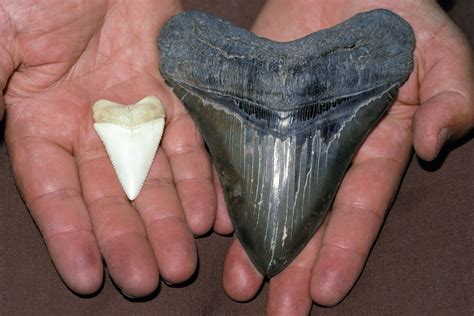 Megalodon Size Fossil Teeth And Facts Britannica