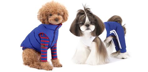 The Top Korean Dog Clothing Brands Dog Clothing Brands Dog Clothes