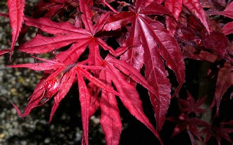 Red Emperor Japanese Maple 3 Gallon 24 30 Ht Tree Japanese