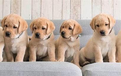 Retriever Labrador Golden Puppies Dog Dogs Brown