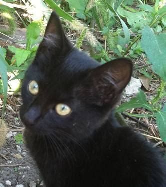 They are very beautiful kitten with round huge eyes short tiny ears and nose. Himalayan mix kitten for Sale in Johnstown, Ohio ...