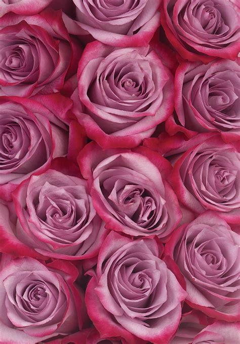 Deep Purple Roses Calyx Flowers Inc