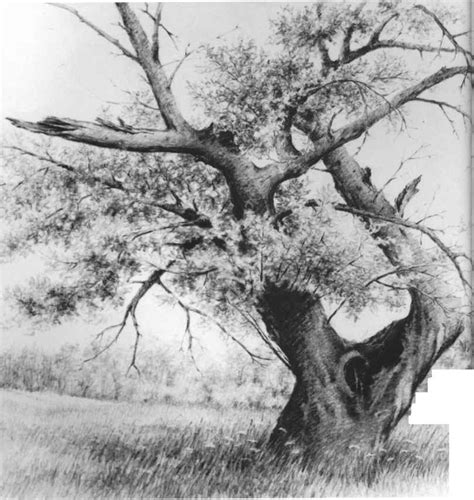 When creating a piece, the need to establish what charcoals come in many forms, from pencils to thick sticks to chunks, and the specific medium you decide to use is up to you. Tips on Storing and Framing Your Drawings - Drawing Nature