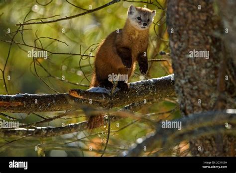 North American Pine Martens Hi Res Stock Photography And Images Alamy