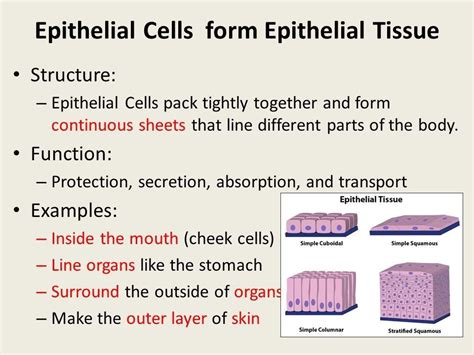 Give Four Important Functions Of Epithelial Tissue Name One Specific