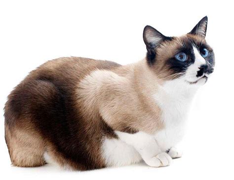 El Gato Snowshoe Guía Completa De La Raza ¡con Fotos