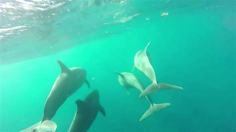 Underwater Camera Captures Dolphins In Action