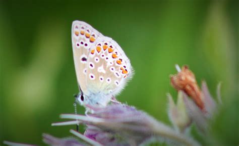 Common Blue Rspb Chaffeys Weymouth Dorset Butterflies