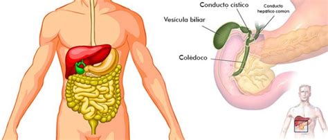 Que Es La Vesicula Y Que Funcion Cumple En El Organismo Infobae Images