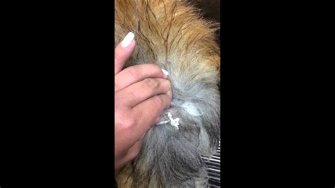 Diagram Diagram Of Sebaceous Cyst In Dogs 1741386391