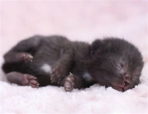 Cute Foster Black Kitten Sleeping More Than Lions Tigers And Bearsoh My Pinterest Baby