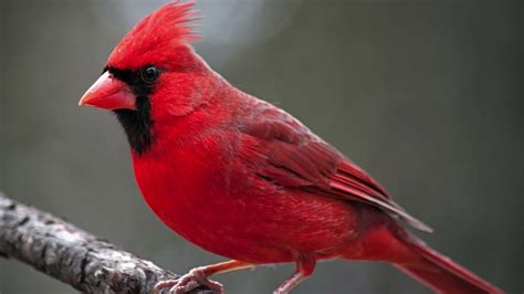 Northern Cardinal Bird Songsound Natural Sound Of Singing Birds In