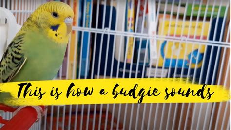 How Does A Little Budgie Sound Budgie Talking Sounds For Lonely