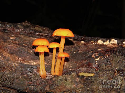 Bright Orange Mushrooms Photograph By Judy Whitton