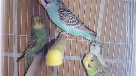Budgies Singing To Mirror Sounds Birds Pyruch Youtube