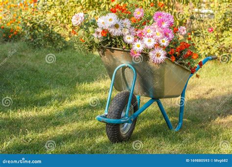 Summer Garden With Wheelbarrow On Green Grass Stock Image Image Of