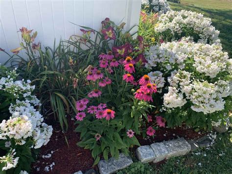 Best Companion Plants For Phlox That Will Make Your Garden Pop