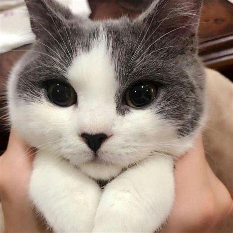 25 Photos Proving That Cats Are The Cutest Things On Earth Bright Side