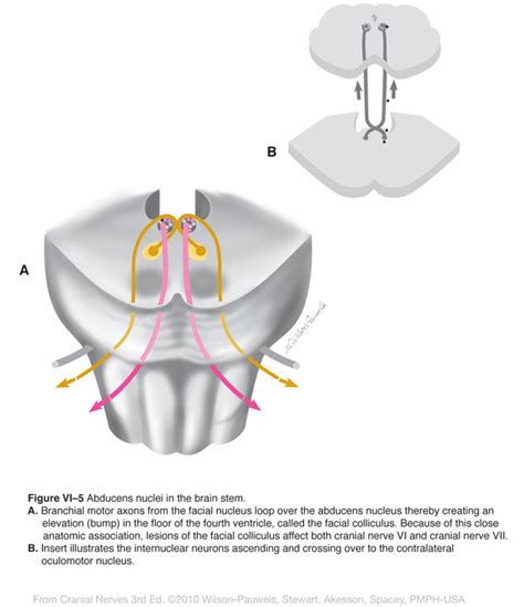 Cranial Nerves 3rd Edition Abducens Vi