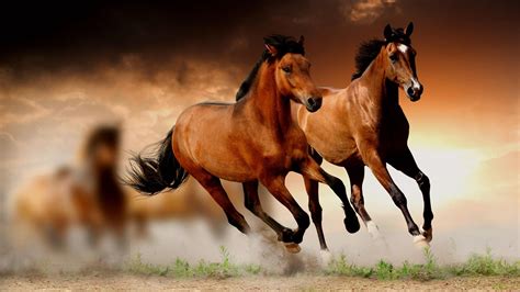 Free Download Horse Wallpapers Hd Download Horses Horses Horse