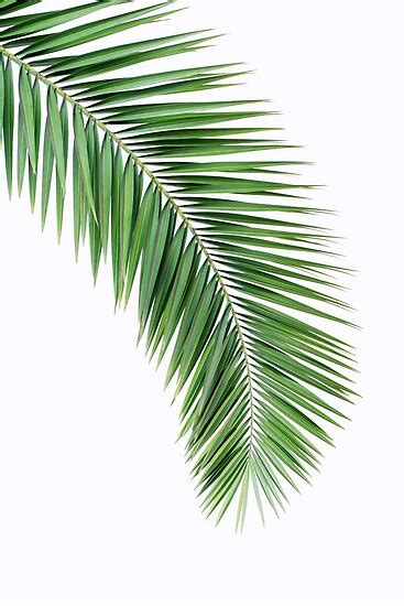 Palm leaf template printable best printable images for you. "Palm leaf wall decor, printable leaf palm, printable palm ...