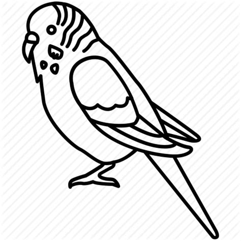 Budgie Drawing At Getdrawings Free Download