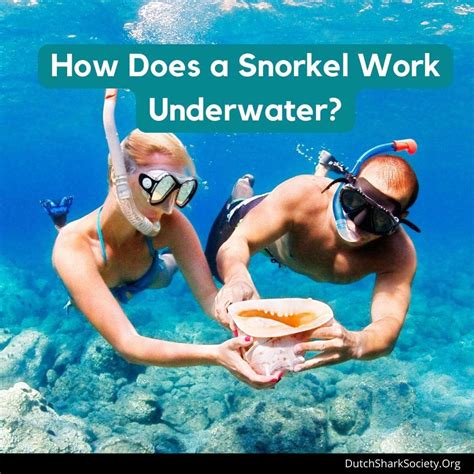 How Does A Snorkel Work Underwater Dutch Shark Society