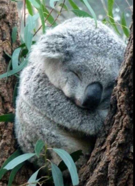 Aww Cute Sleeping Koala Bear Animals I Love Pinterest
