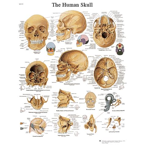 The human skull is the most complex part of the skeleton as it is a unique set of bone structures housing a variety of organs located in the head. Anatomical Charts and Posters - Anatomy Charts - Vinyl ...