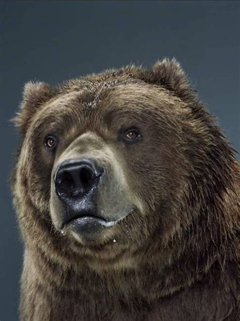 Jill Greenberg Bear Bear Paintings Cute Paintings Wildlife