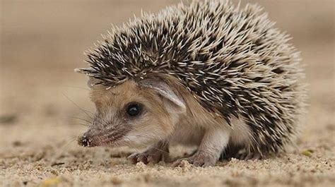 What Female Hedgehogs Have In Common With People From Hackballscross