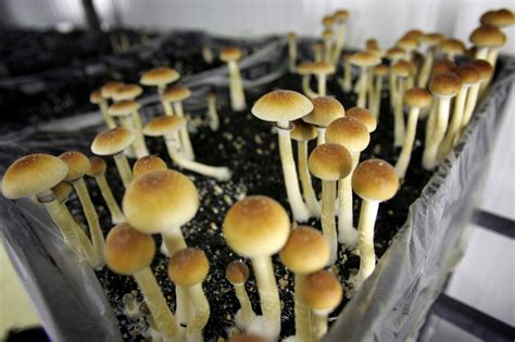 Washington Dc Poised To Decriminalize The Use Of Magic Mushrooms
