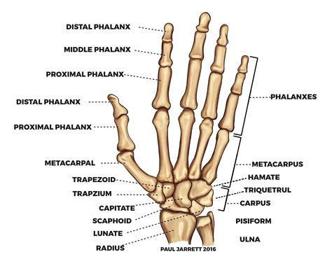 Hand Anatomy Anatomy Bones Hand Bone Anatomy