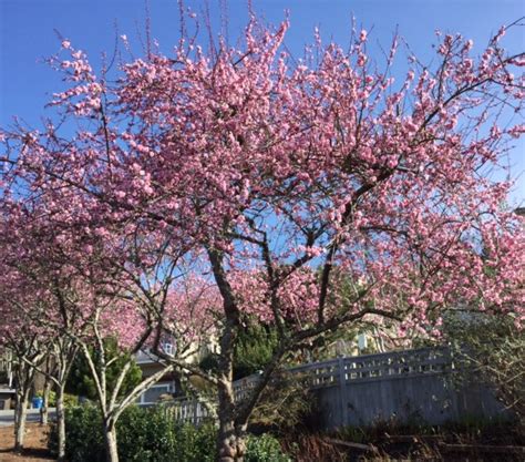 Plums are unique among the fruits in that they. Good trees for urban gardens: Choosing spring flowering ...
