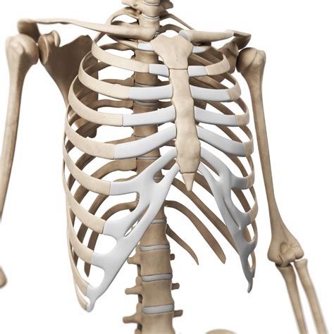 Thoracic Spine And Rib Cage