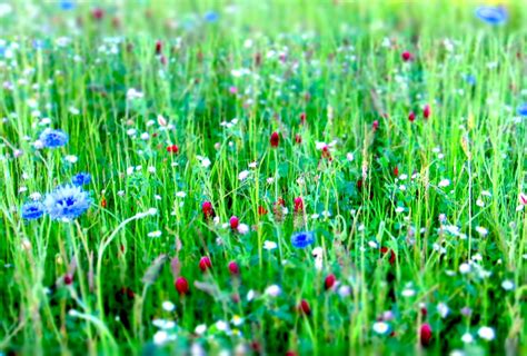 Free Images Water Nature Dew Field Lawn Prairie Bloom Green