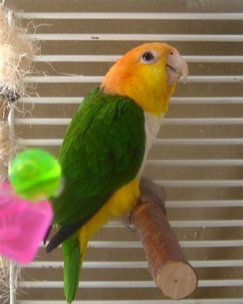 All About White Bellied Caique Care Parrot World